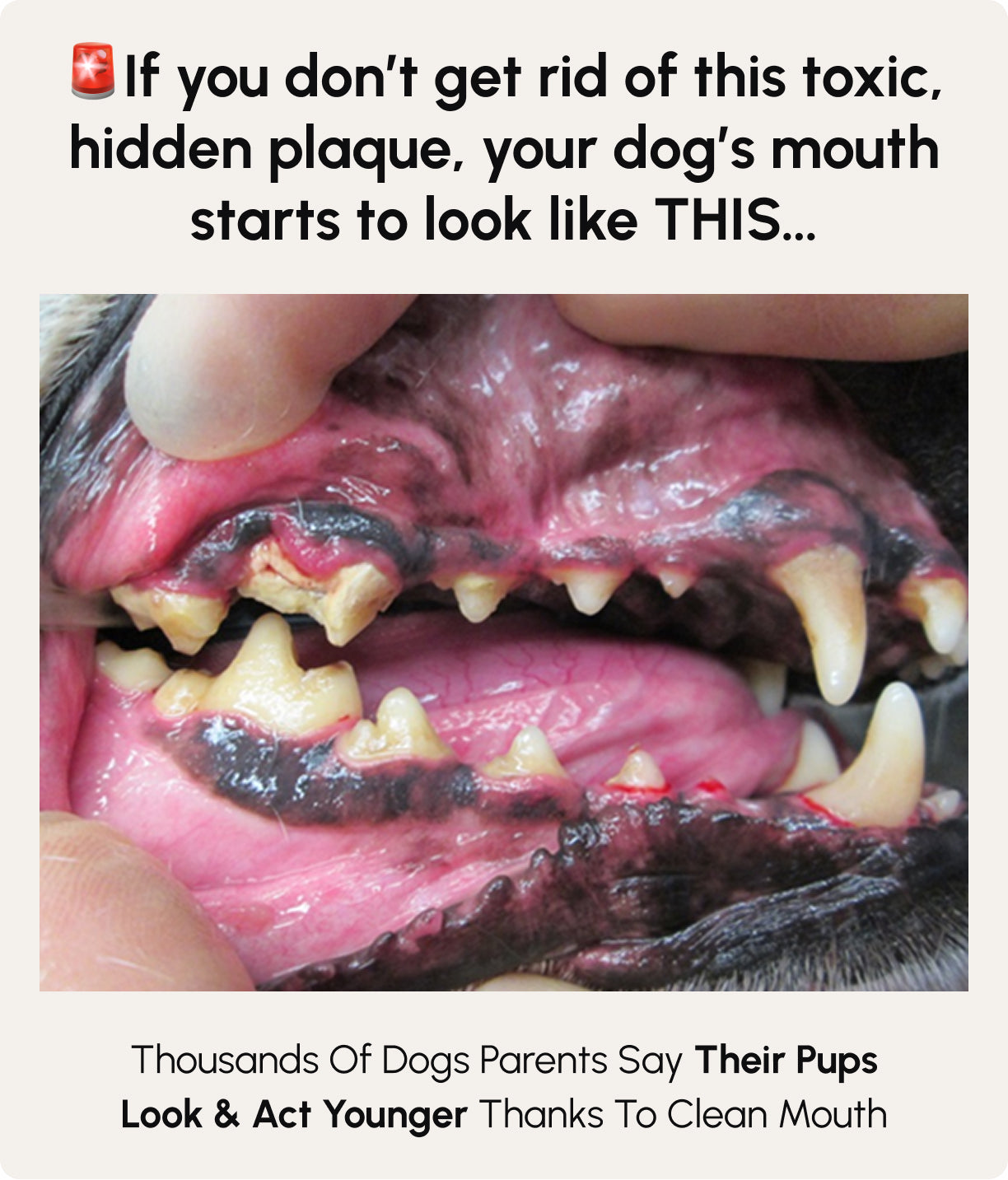 Gleefull Pups image