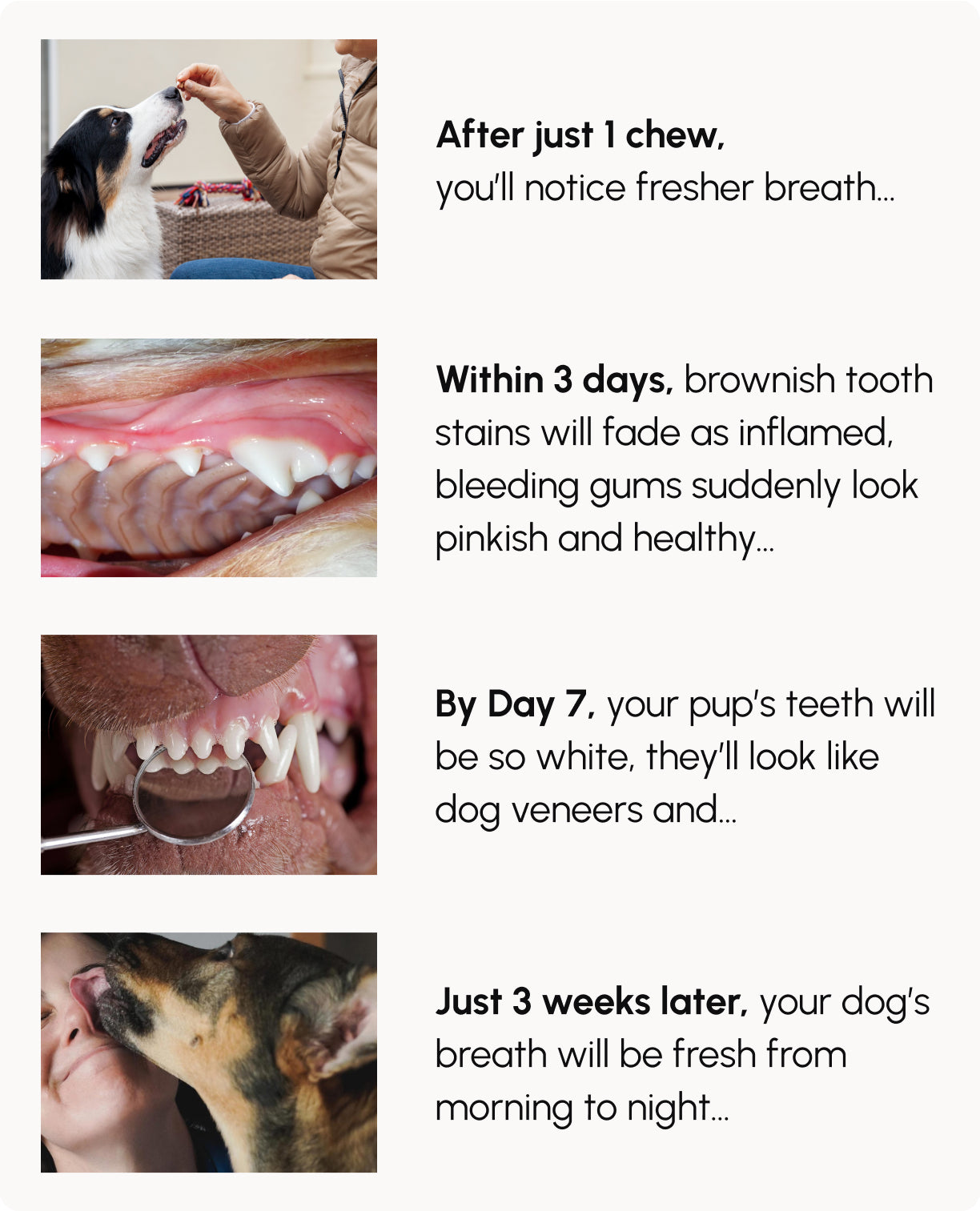 Gleefull Pups image