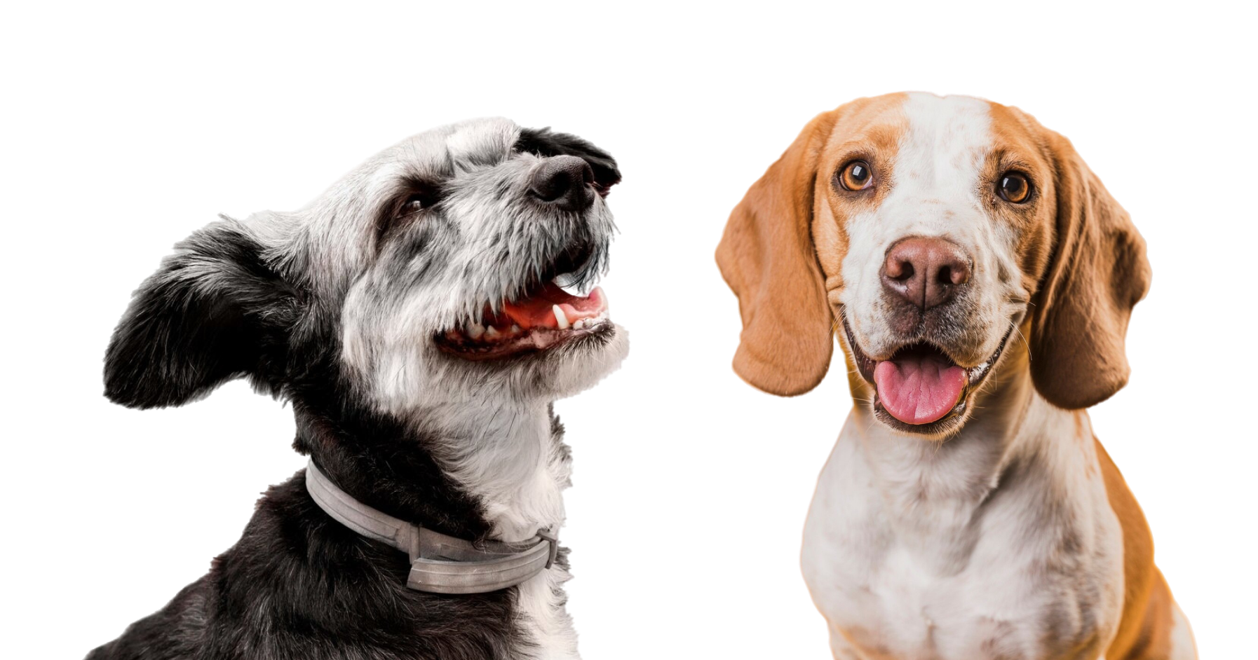 Gleefull Pups image