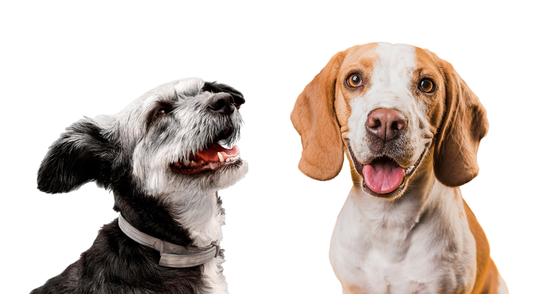 Gleefull Pups image