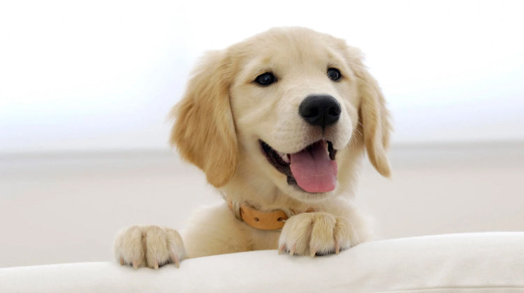 Gleefull Pups image