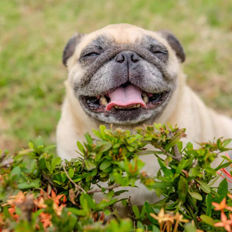 Gleefull Pups image