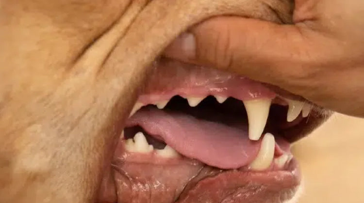 Gleefull Pups image