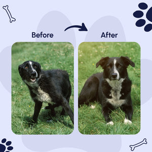 Gleefull Pups image