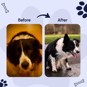 Gleefull Pups image