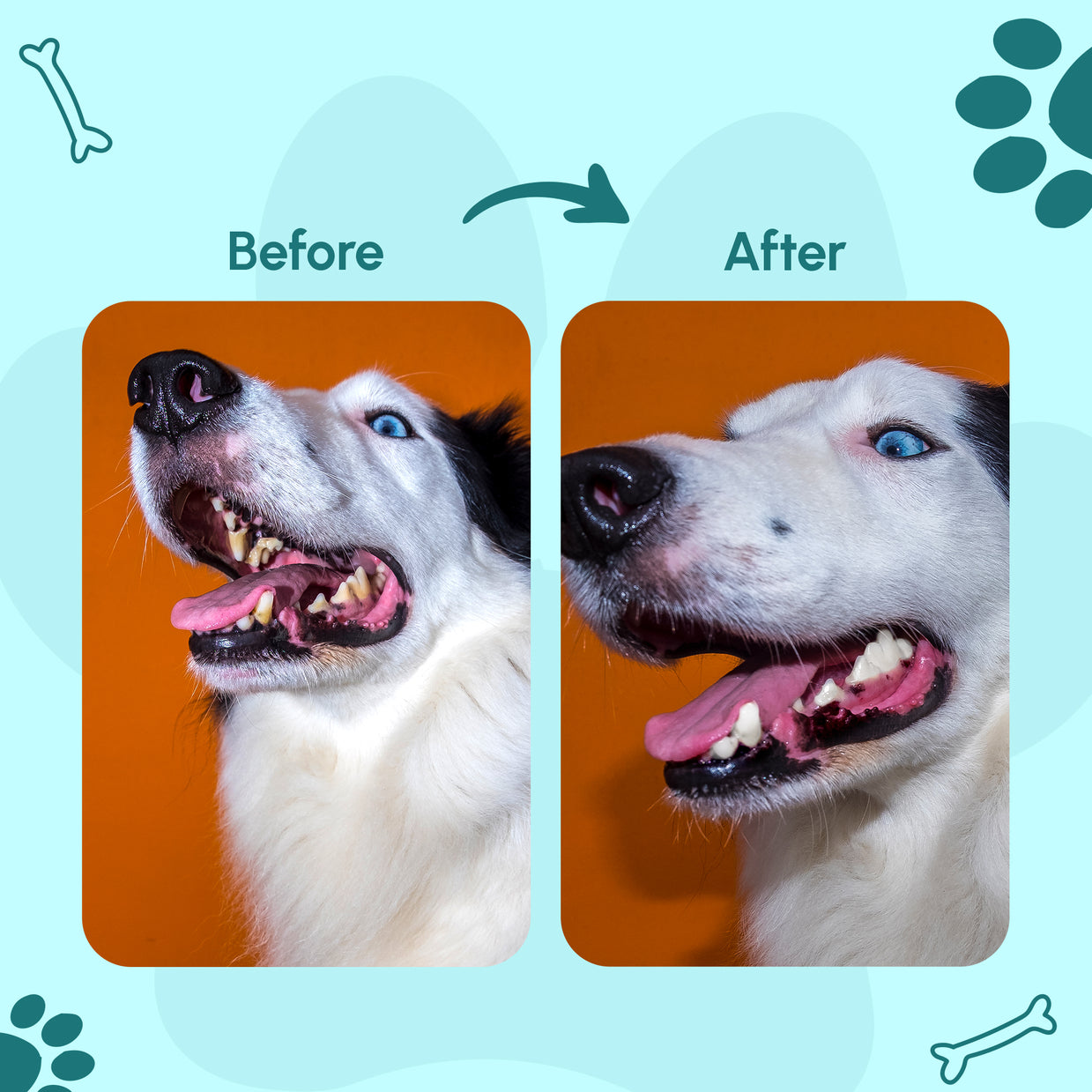 Gleefull Pups image