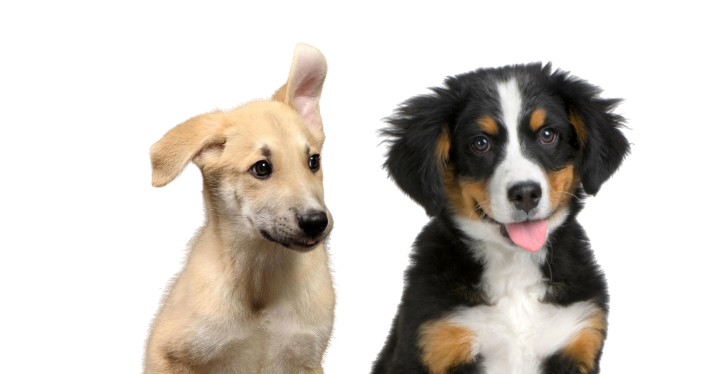 Gleefull Pups image