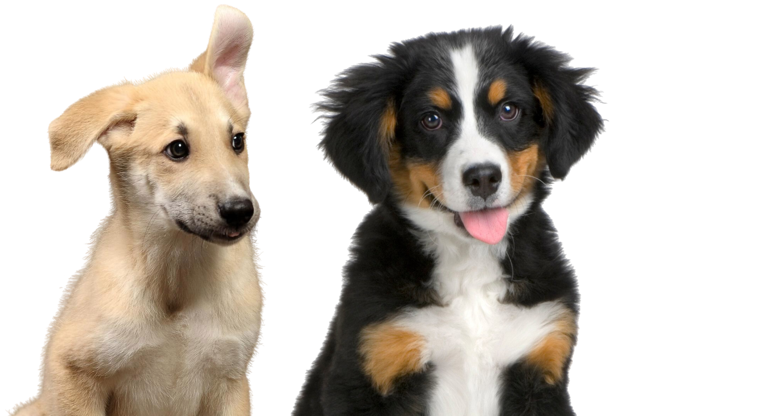 Gleefull Pups image