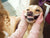 Gleefull Pups image