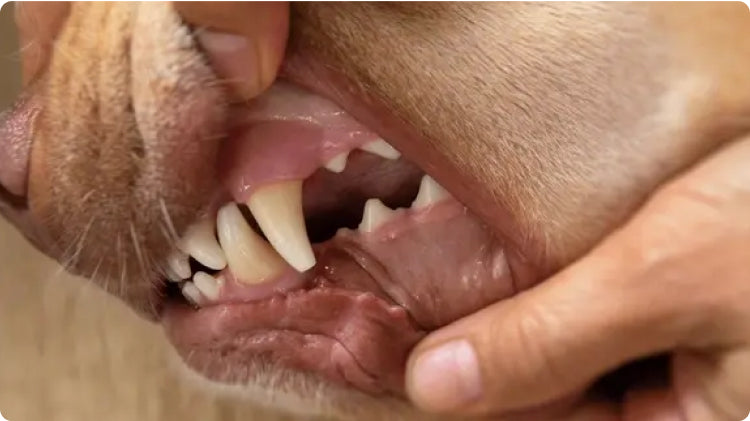 Gleefull Pups image
