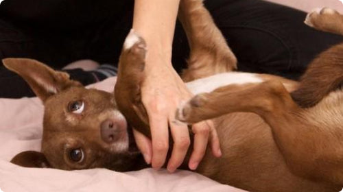 Gleefull Pups image