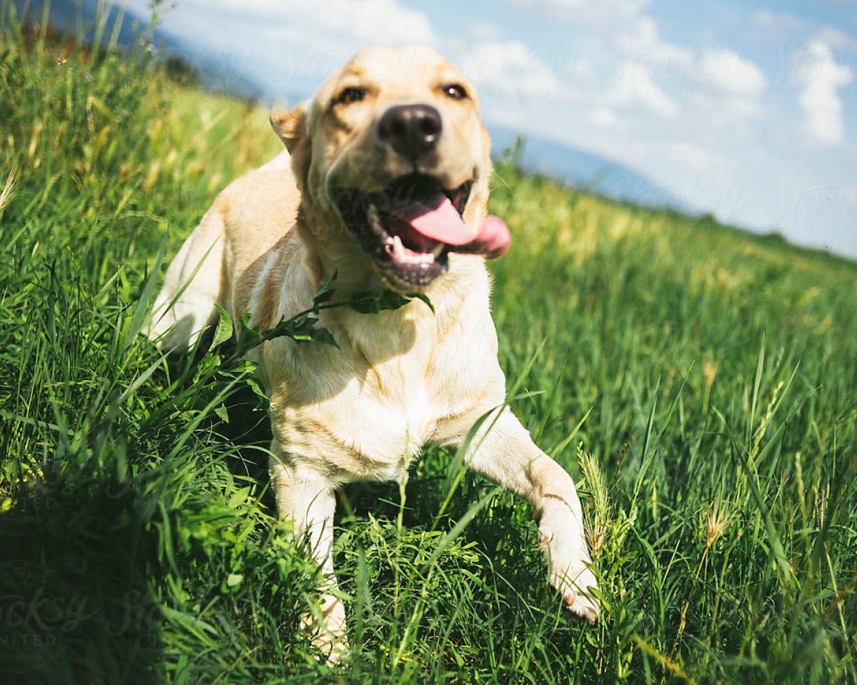 Gleefull Pups image