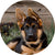Gleefull Pups image
