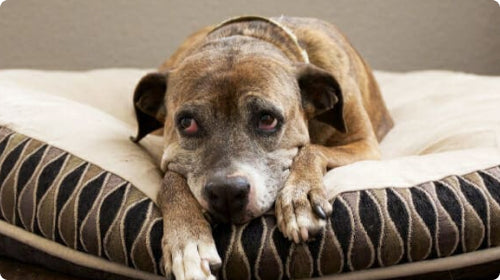 Gleefull Pups image