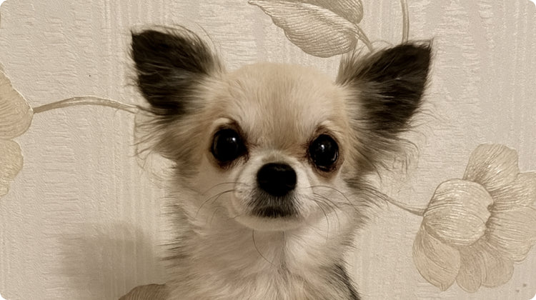 Gleefull Pups image