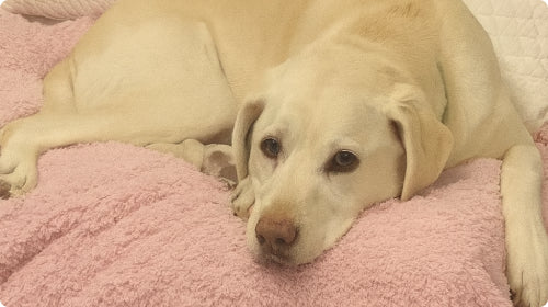 Gleefull Pups image