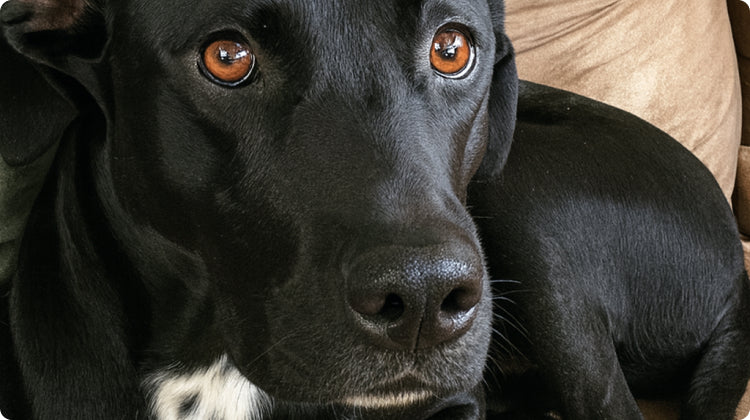 Gleefull Pups image