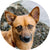 Gleefull Pups image