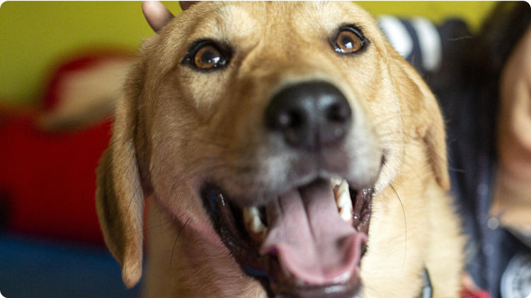 Gleefull Pups image