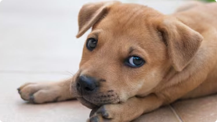 Gleefull Pups image
