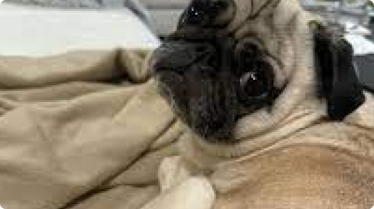 Gleefull Pups image