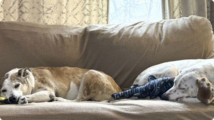 Gleefull Pups image