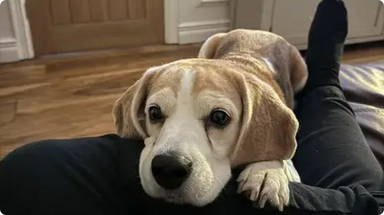 Gleefull Pups image