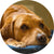 Gleefull Pups image