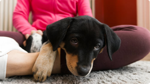 Gleefull Pups image