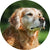 Gleefull Pups image