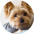 Gleefull Pups image