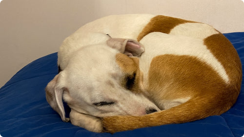 Gleefull Pups image