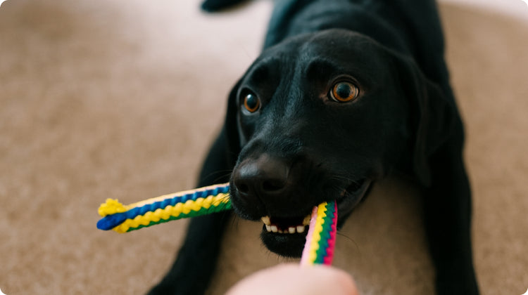 Gleefull Pups image