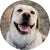 Gleefull Pups image